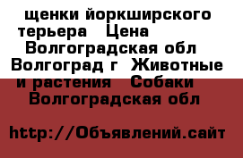 щенки йоркширского терьера › Цена ­ 10 000 - Волгоградская обл., Волгоград г. Животные и растения » Собаки   . Волгоградская обл.